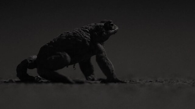 Common toad migrating through a city park at night