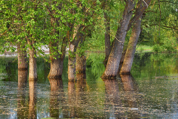 Obraz premium Flooded green trees reflecting in tranquil water