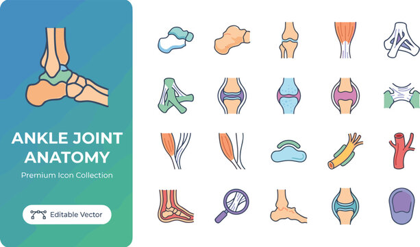 Set of colorful ankle joint anatomy icons showing bones ligaments tendons and medical structures for educational health care and orthopedic research purposes in a simple vector graphic