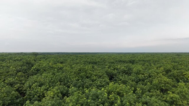 Aerial View of Lush Green Rubber Plantation Canopy