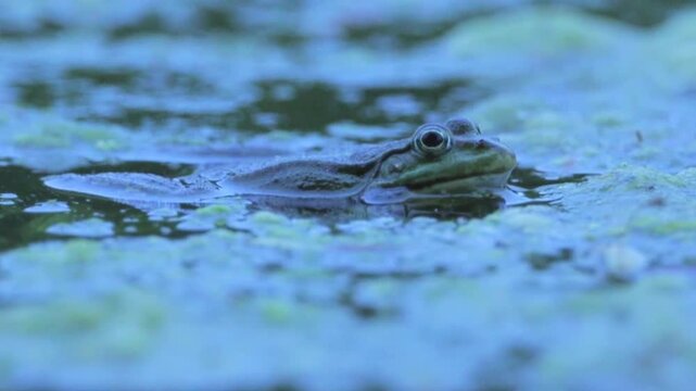 Green Frog Croaking in Pond at Evening