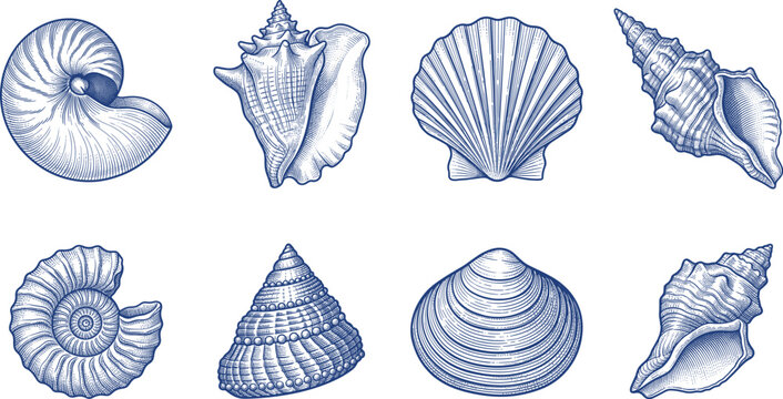 Vintage Engraved Seashell Collection Vector Illustration with Nautilus Conch Scallop and Clam Shells