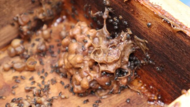 Opening stingless bee hive box showing internal honey pots and pollen pots