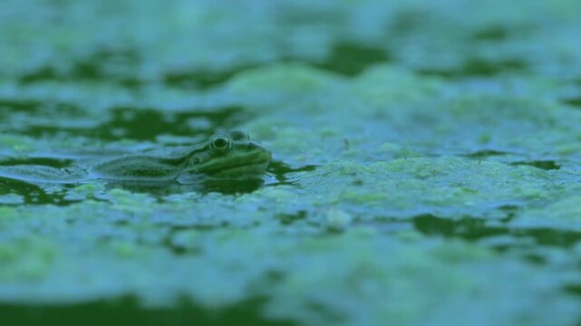 Green Frog Croaking in Pond at Evening
