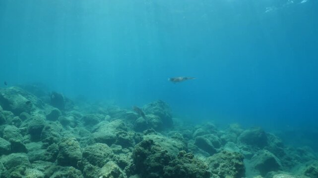 calamar scenery underwater with sun beams and sun rays swim slow  cephalopod sepioteuthis lessonia