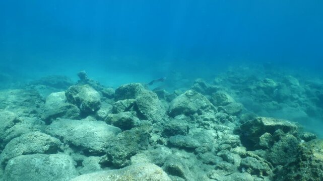 calamar scenery underwater with sun beams and sun rays swim slow  cephalopod sepioteuthis lessonia