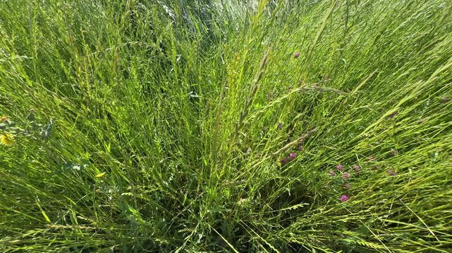 Close-up of ryegrass (Lolium perenne) wild grass stalks swaying gently in a green meadow field. Beautiful english ryegrass foliage footage for agriculture and nature videos.