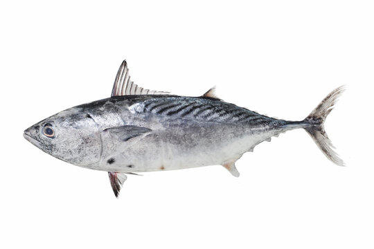 Mackerel Tuna or Kawakawa (Euthynnus affinis) commercial food fish in white background
