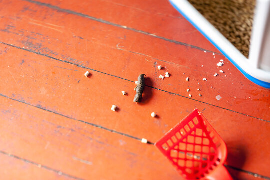 pet accidentally missed the litter tray