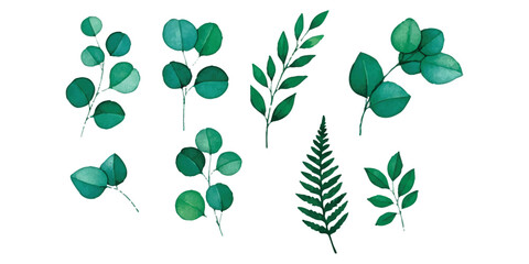 Set of green watercolor eucalyptus and tropical leaves illustration for natural botanical design © Sharmin