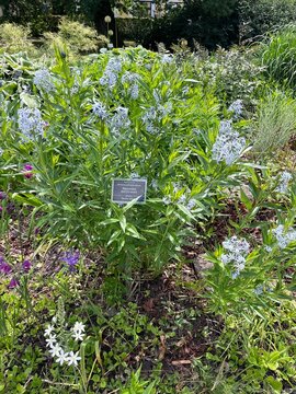 Blooming Amsonia orientalis with delicate blue flowers. eastern bluestar,rhazya orientalis or Blue dahlia.summer nature scene,garden design,natural pattern,natural background