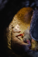 Fototapeta premium Close-up of a naked mole rat in its natural burrow, showing its wrinkled skin and whiskers in a dimly lit tunnel.