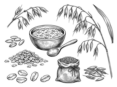 Hand drawn ink sketch of oat plant, grain, wooden bowl with porridge and oatmeal flake, isolated on white