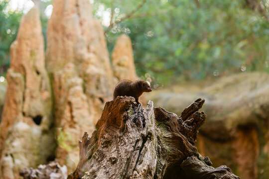 dwarf mongoose standing on tree trunk in zoo enclosure, small african mammal looking at camera in natural habitat environment with warm earthy background