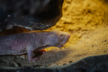 Fototapeta premium Close-up of a naked mole rat in its natural burrow, showing its wrinkled skin and whiskers in a dimly lit tunnel.