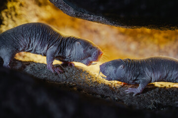 Fototapeta premium Close-up of a naked mole rat in its natural burrow, showing its wrinkled skin and whiskers in a dimly lit tunnel.