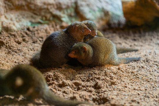 group of dwarf mongooses sitting in sandy burrow in zoo habitat, small african mammals gathered together, alert behavior in natural environment with warm light
