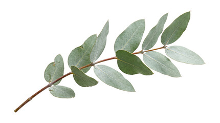 Fresh green eucalyptus branch with aromatic leaves isolated on transparent background png botanical nature element for floral design digital graphic asset. © Png ProTeam