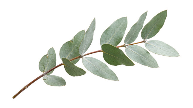 Fresh green eucalyptus branch with aromatic leaves isolated on transparent background png botanical nature element for floral design digital graphic asset.