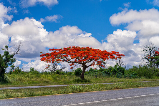 View of a vibrant flamboyant tree in full bloom with bright red flowers beside a road under a blue sky with fluffy white clouds in San Jose, Tinian, Northern Mariana Islands.