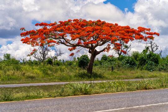 View of a vibrant red flamboyant tree in full bloom standing beside a road under a bright blue sky with fluffy white clouds in San Jose, Tinian, Northern Mariana Islands.