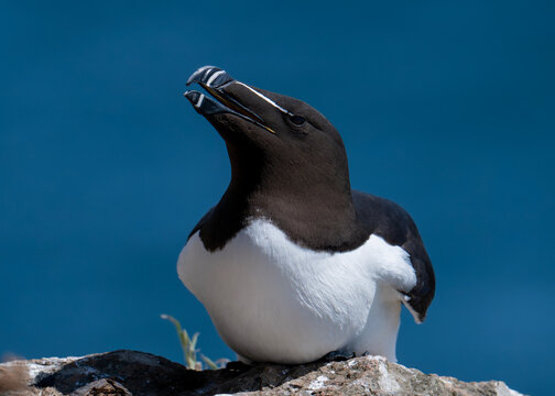 Razor bill sea bird