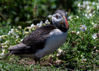 atlantic puffin or common puffin © Anthony