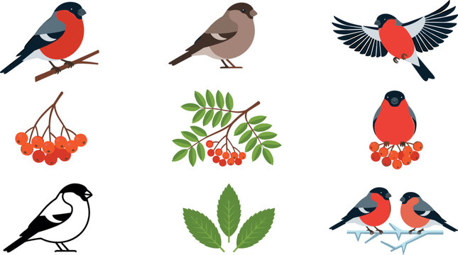 Eurasian bullfinch bird vector collection featuring colorful winter songbirds, flying sparrow, red rowan berries, and green leaves isolated on white background.