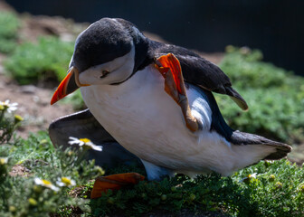 atlantic puffin or common puffin © Anthony
