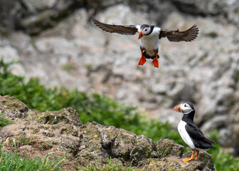 atlantic puffin or common puffin © Anthony