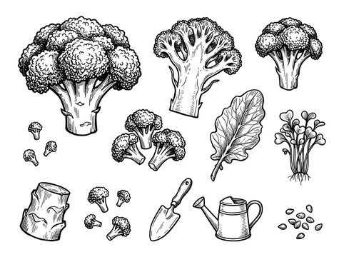 Hand drawn ink sketch of broccoli head and garden tool isolated on white background for organic food concept