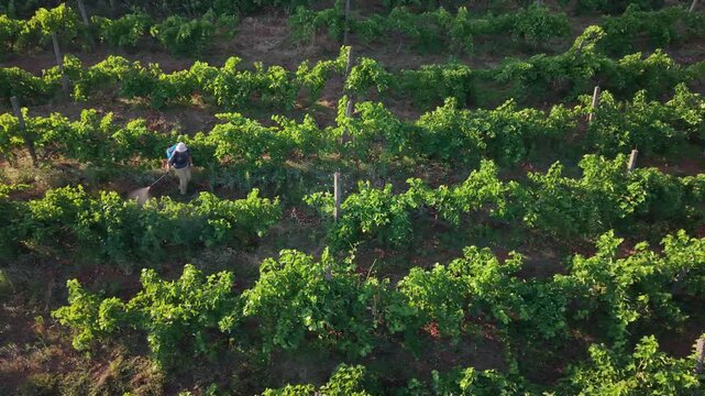 Drone footage of neat vineyard rows surrounded by green rural vegetation, suitable for commercial use in wine industry, farming, travel and countryside lifestyle media and two farmers spraing grapes.