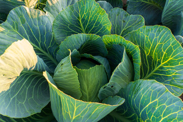 Obraz premium Crop Cabbage With Green Leaves in a Field Under Sunlight During the Daytime in a Rural Area