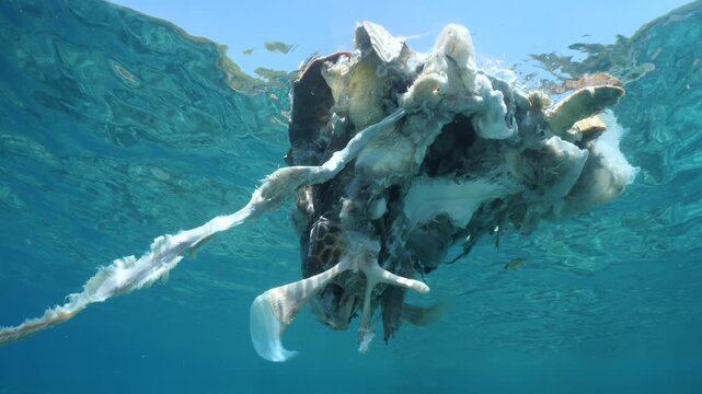 a dead sea turtle drifting on the surface of water underwater shot