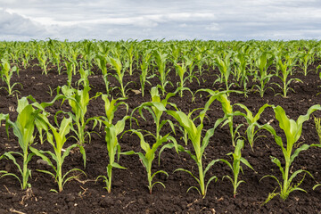 Naklejka premium Corn Plants Grow on a Farm Under a Cloudy Sky With Rows of Green Leaves Reaching for Sunlight in the Field