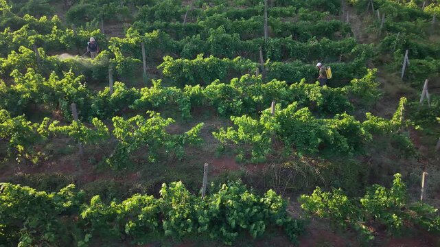 Aerial drone footage capturing structured grapevine rows across a green vineyard, suitable for commercial visuals about viticulture, farming and rural nature and two farmers spraing grapes.