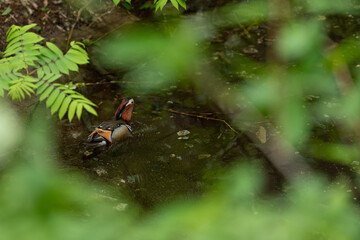Naklejka premium Mandarin duck pond forest leaf water bird wildlife green foliage partly hidden in shaded wetland habitat calm natural scene with colorful waterfowl swimming near fern