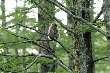 Naklejka premium Monkey forest tree branch wildlife primate animal green nature foliage young monkey sitting on branch in dense green forest with calm expression among mossy tree trunk and leaf