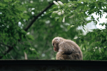 Naklejka premium Macaque monkey primate animal wildlife fur tree forest green nature, solitary monkey with brown fur sitting on dark ledge among leafy branch in lush woodland, calm profile view