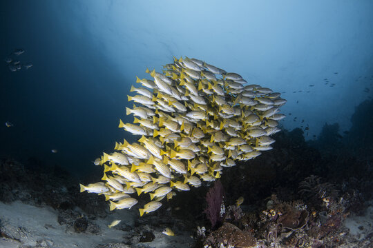 View of a large school of yellow-tailed snapper fish swimming over a coral reef in the clear blue waters of Indonesia.