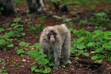 Naklejka premium Japanese macaque monkey primate forest wildlife walking on soil among green plant brown tree natural habitat calm animal face in woodland