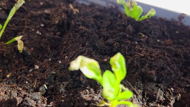 Green seedlings emerging from dark soil in a planter, showcasing growth progression with varying leaf shapes and textures under bright sunlight