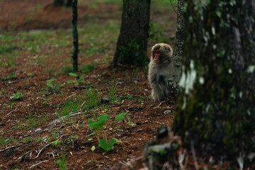 Naklejka premium Monkey forest tree wildlife nature animal primate woodland bark ground monkey hiding behind tree quiet forest habitat with brown leaf litter, green plant, natural camouflage, calm alert expression