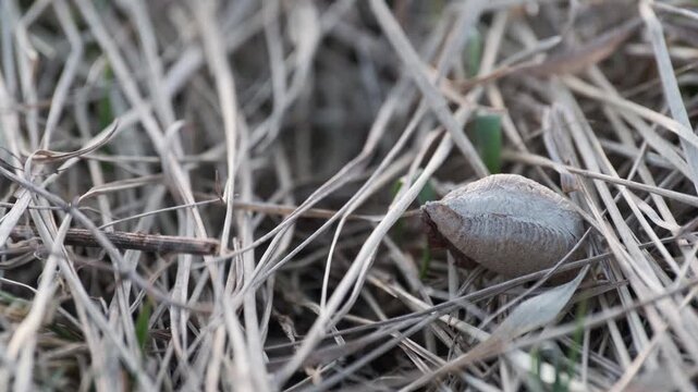 Praying Mantis Egg Case Hidden in Dry Meadow Grass 