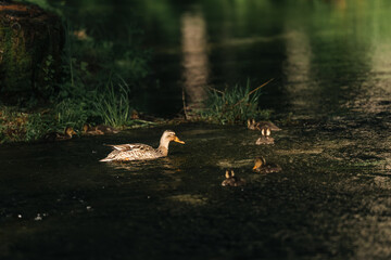 Naklejka premium Duck duckling pond water nature wildlife bird wetland reflection duck family swimming in dark green pond with small duckling group near grass and calm forest water