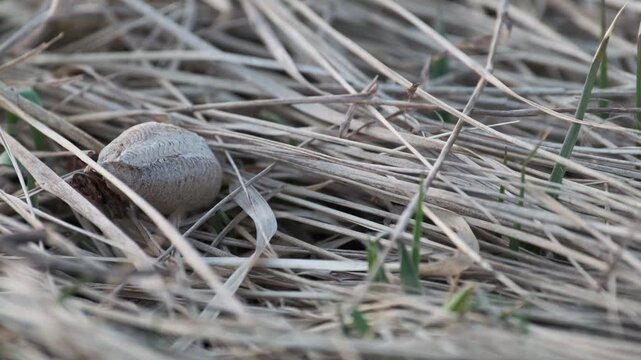 Praying Mantis Egg Case Ootheca Nest in Dry Grass 