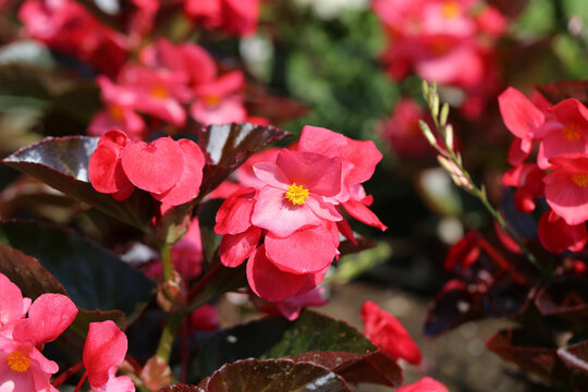 Close-up of vibrant pink wax begonia (Begonia semperflorens) flowers in full bloom with glossy dark green foliage. Captured in natural sunlight with a soft blurred background and shallow depth of fiel