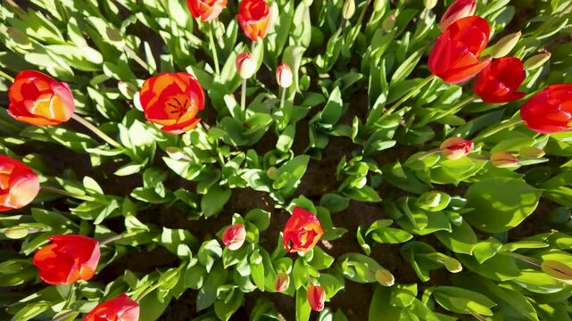 captures tulip garden from above during bright daylight