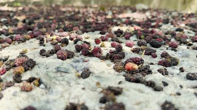 Ripe mulberries cover the concrete path in Simferopol, Crimea. This scattered fruit creates a nostalgic and rustic feeling of summer abundance.