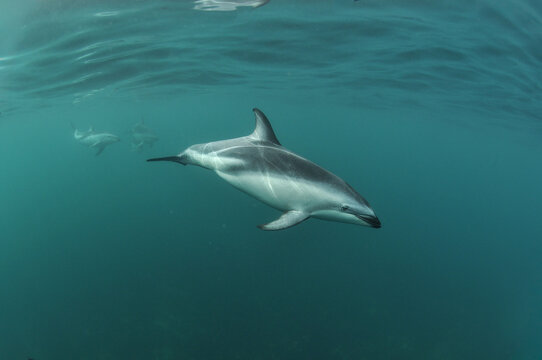 delfin oscuro